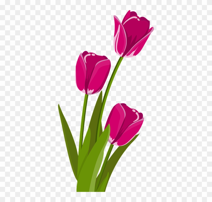 Free Spring Flower Clipart 19, Buy Clip Art - Tulips Clipart #489615