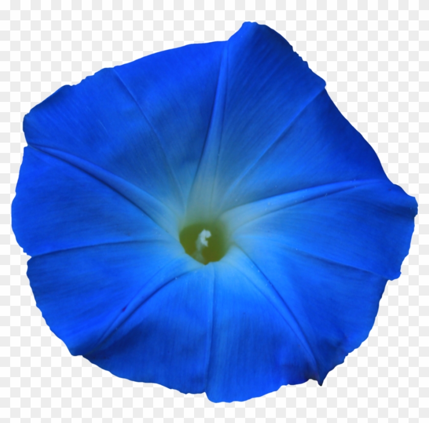 Blue Plants Png #489699