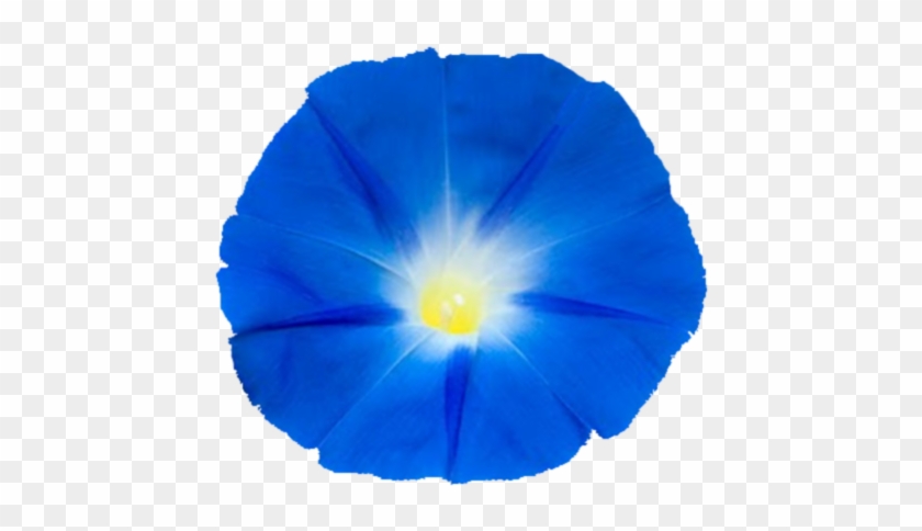 Ja-renders 0 0 Blue Moonflower Render By Soarindash123 - Morning Glory #489709