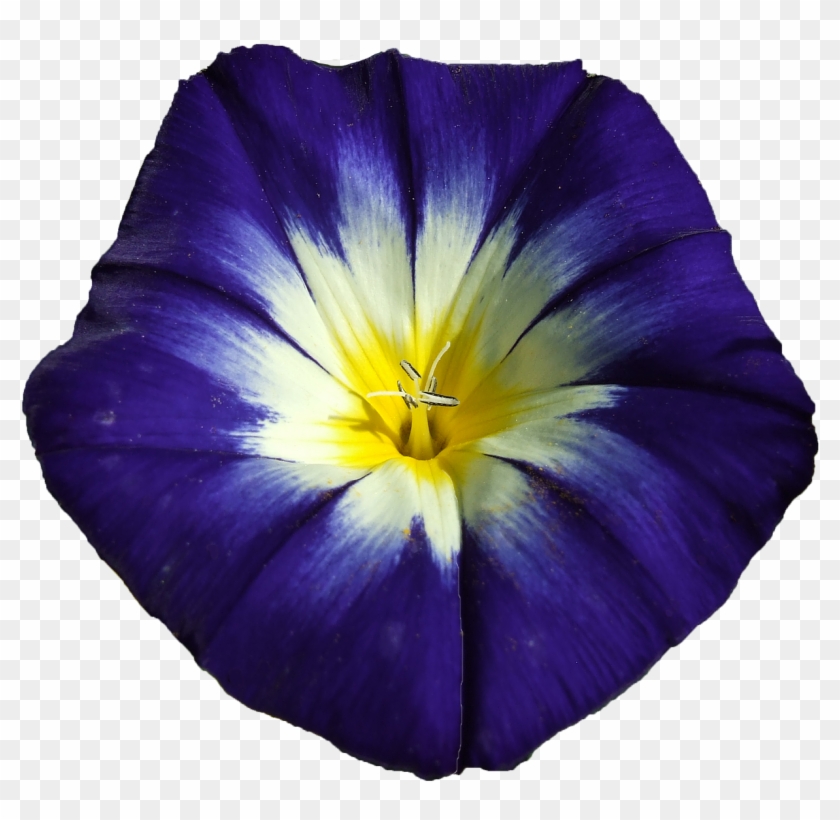Winds Blue Flower Blossom Bloom Png Image - Japanese Morning Glory #489725