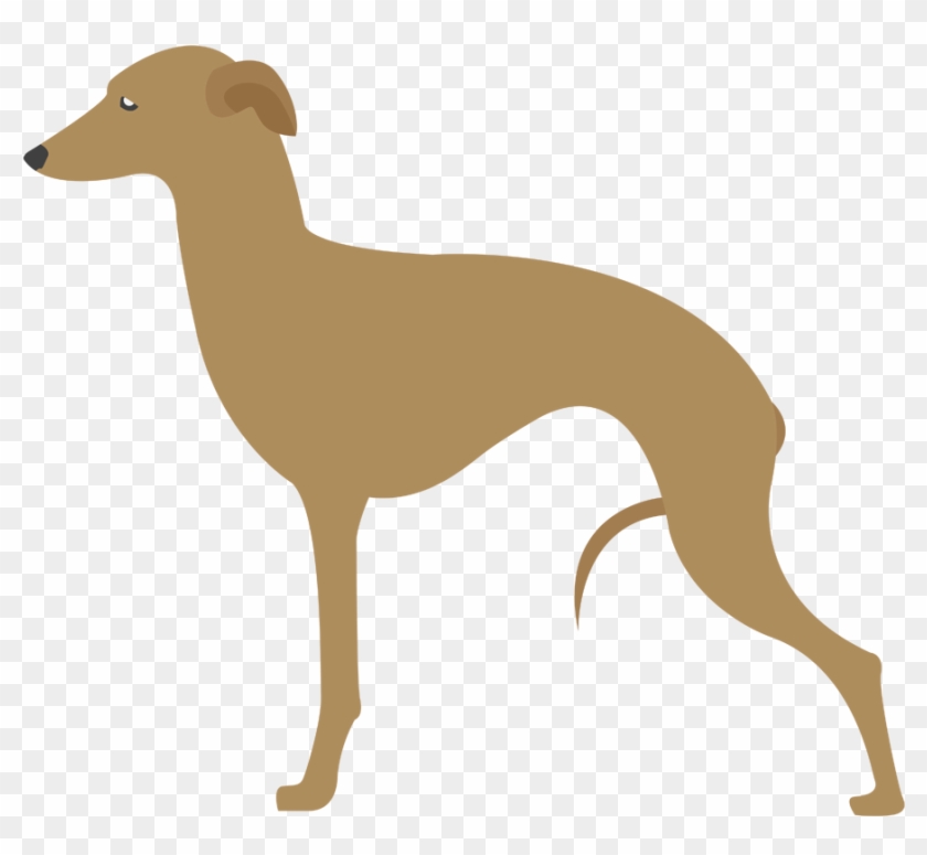 Galgo Italiano - Italian Greyhound #490105