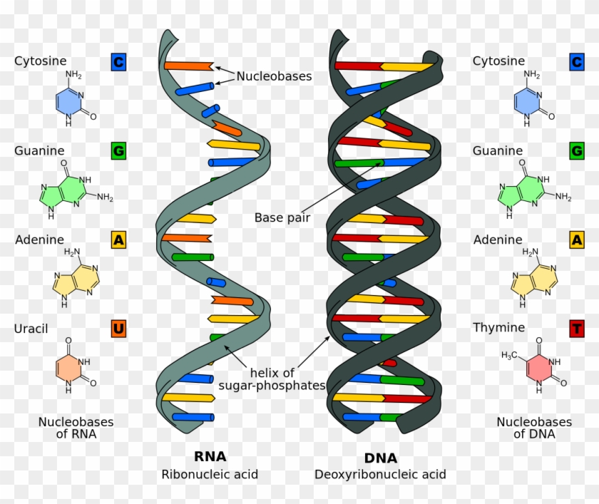 Dna Molecule Dna Rna - Nucleic Acids #490466