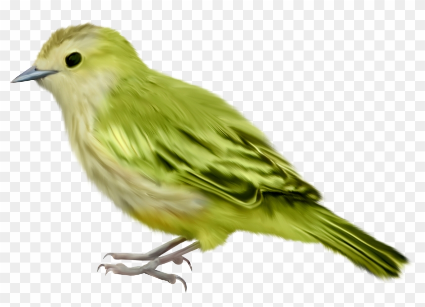 Finch Clipart Chidiya - Green Bird Png #490735