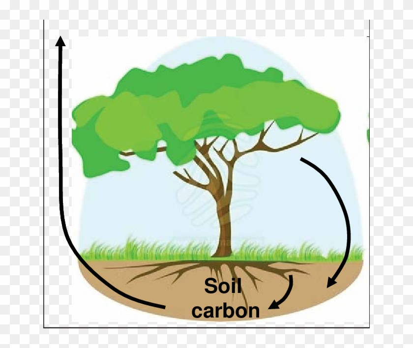 A Schematic Presentation Of A Model-based Soil Carbon - Tree With Roots #491635