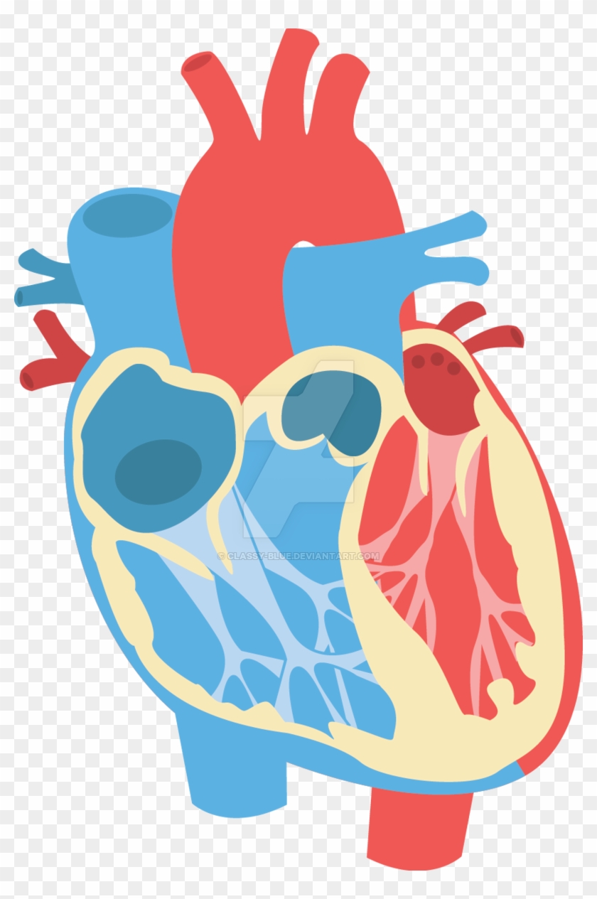 Human Heart Diagram By Classy-blue - Human Heart Vector Png #492126