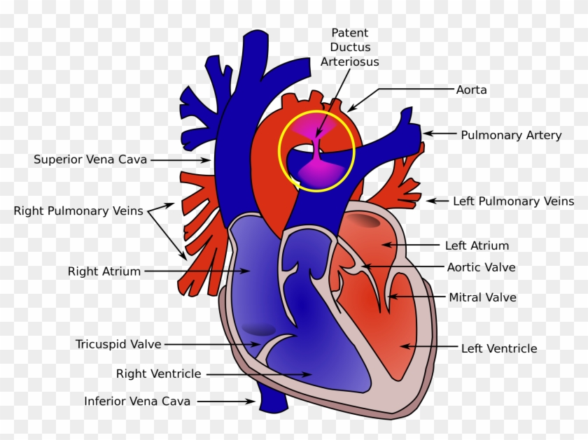 real heart diagram