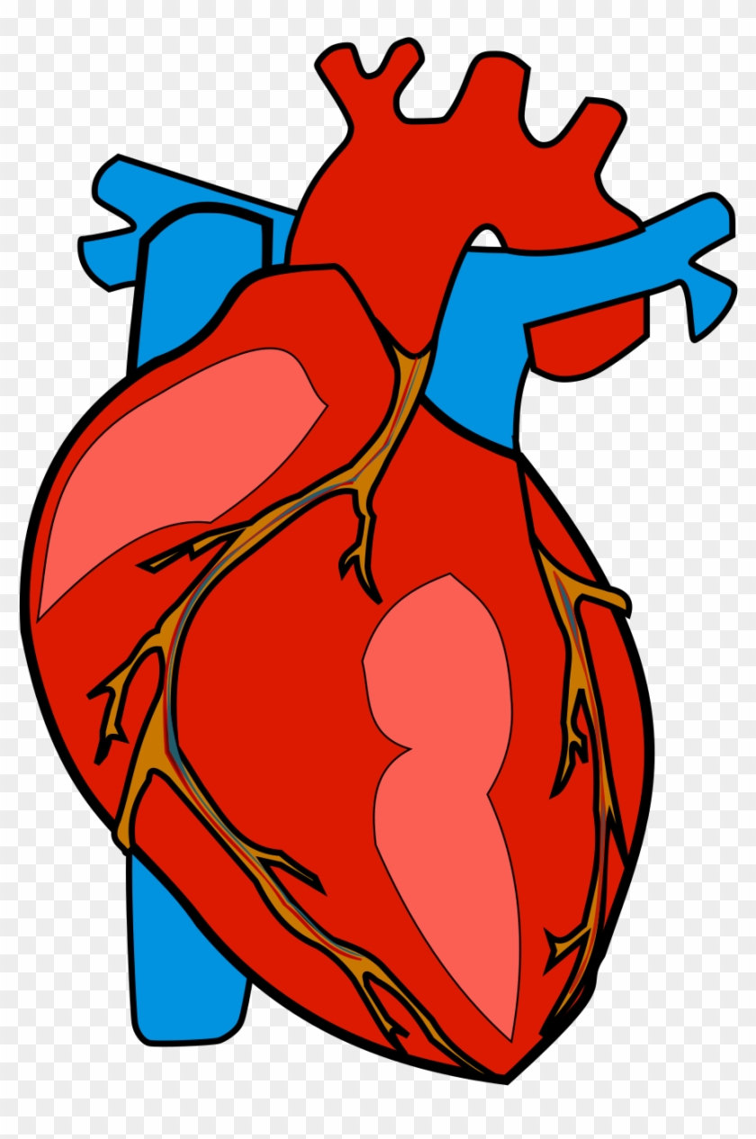 Human Heart - Human Heart Clipart #492146