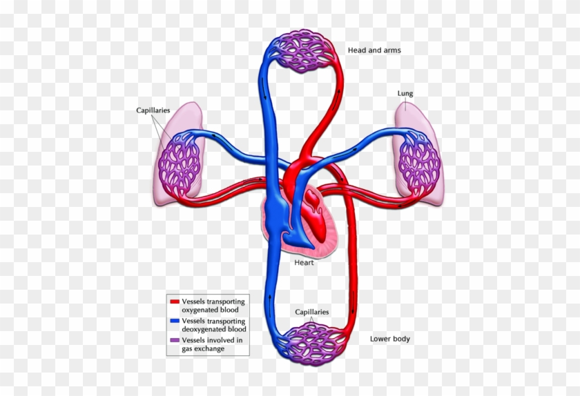 Chart The Circulatory System - Blood Flow Through Heart And Lungs #492166