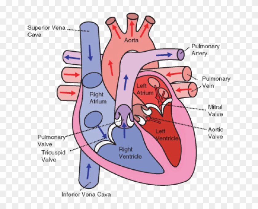 The Direction Of Blood Flow Through The Heart - Direction Of Blood Through The Heart #492172