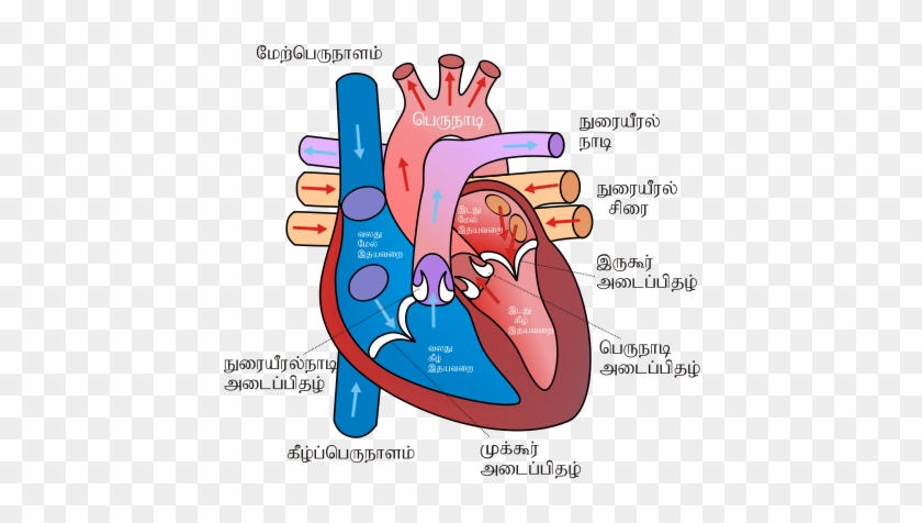 Page 2 For Query Human Heart Sketch Diagram - Tobacco Effects On The Heart #492177