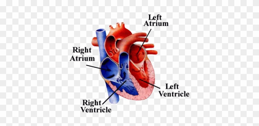 Blood Flow Through The Heart #492187