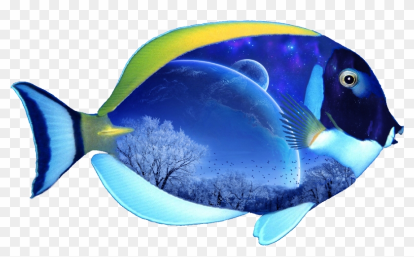 Fish Png - Png Image Of Fish #492310