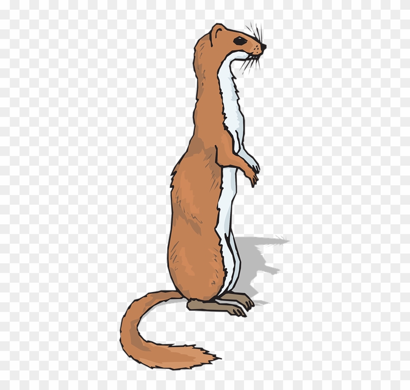 Veterinarian Cliparts Animals 13, - Ferret Clipart #492608