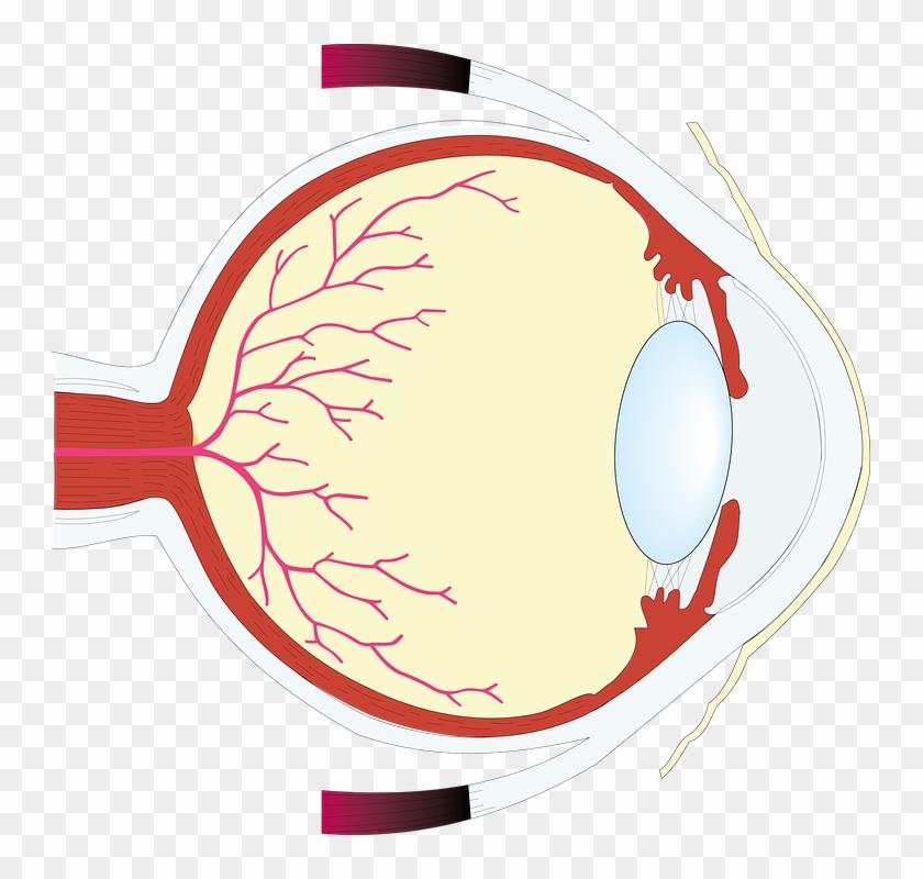 Veterinarian Cliparts Pink 26, - Eye #492617