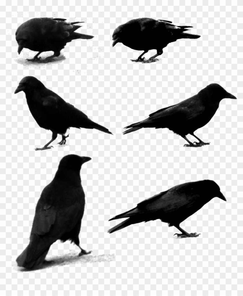 Common Raven Photography Clip Art - Common Raven Photography Clip Art #493286