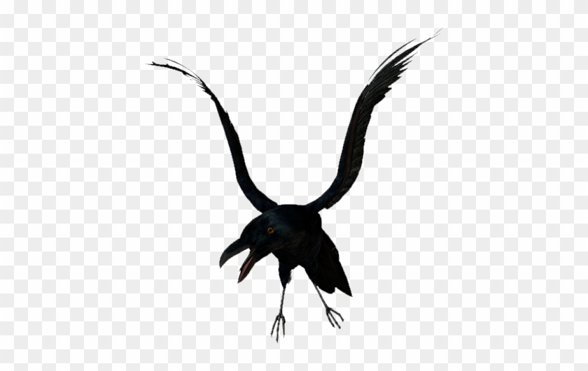 Bird-039 - Raven #493388