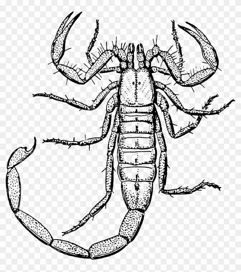 In The Desert Clipart Biology - Scorpion Black And White #493994