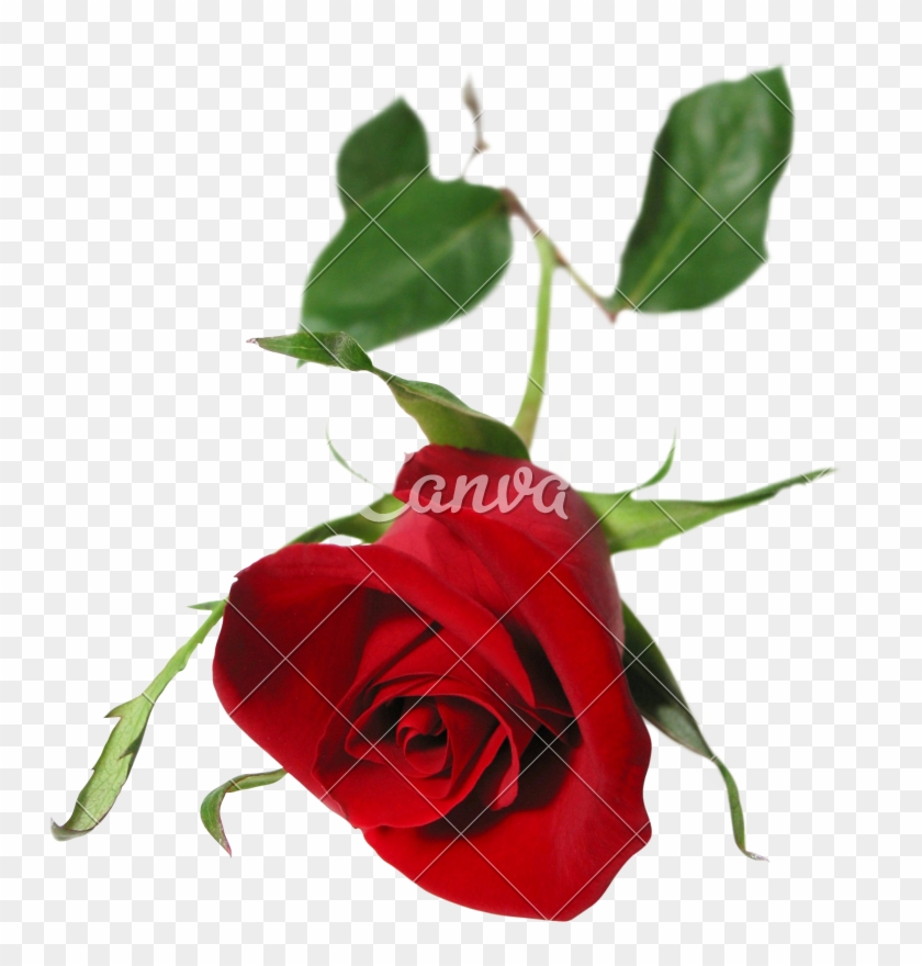 Red Rose - Single Red Rose #494344