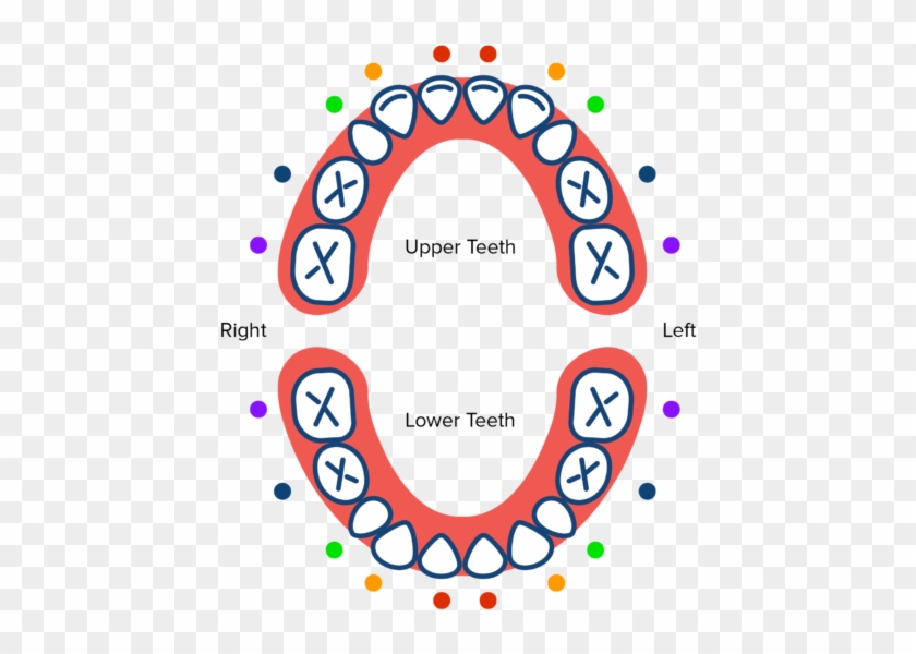 Tooth Eruption Chart From Pediatric Dentist Office - Machoire Bebe #494496