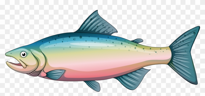 Album - Cartoon Rainbow Trout #496188