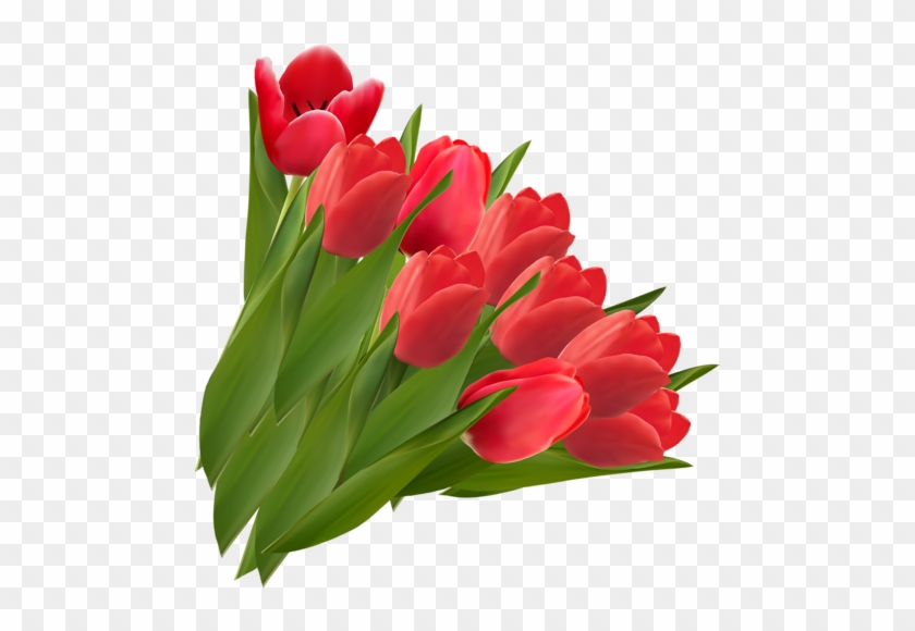 Album - Red Tulips Clipart #496312