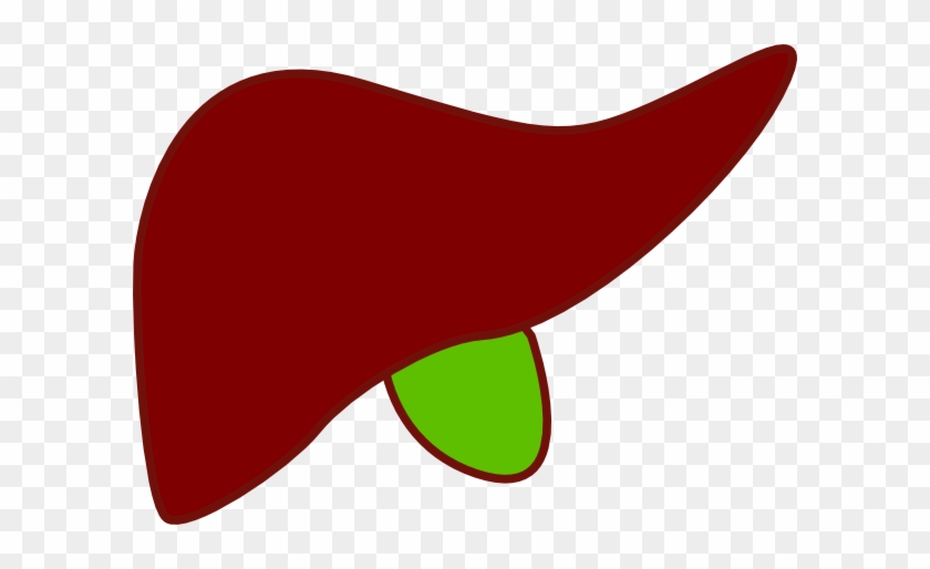 Liver New Clip Art - Liver Clipart Png #498505