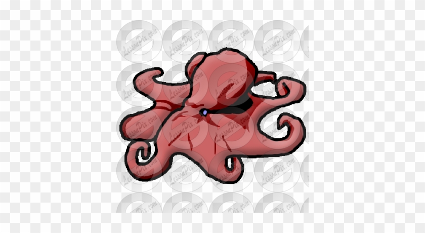 Octopus Picture - Octopus #499152