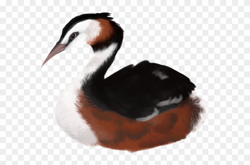 Great Crested Grebe By Vomitsmucus - Great Crested Grebe #499437