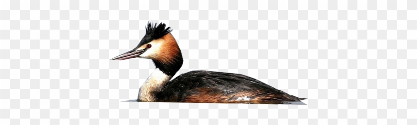 Great Crested Grebe - Water Bird #499438