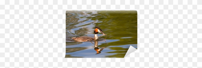 Great Crested Grebe - Canvasback Duck #499440