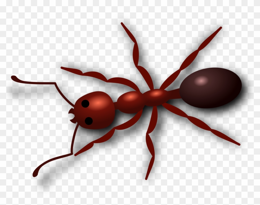Ant Png Hd - Ant Png #500792