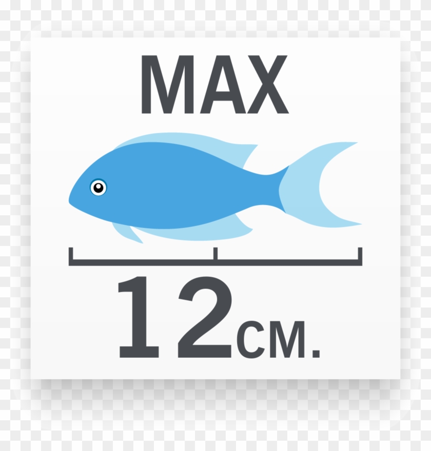 Tamaño Del Pez Molly Balón Dorado - Cichlid #501162