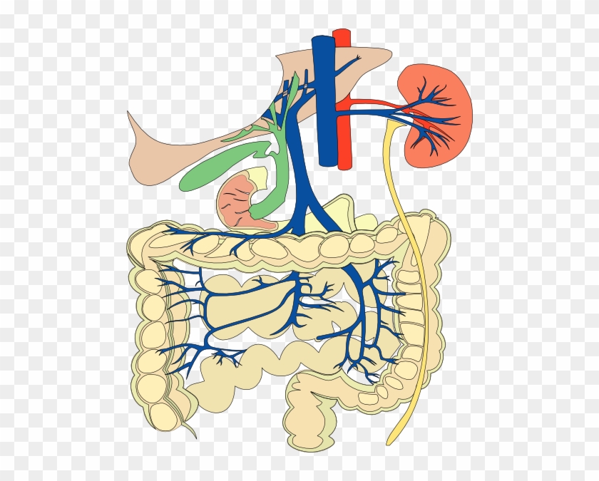 Digestive Organs Medical Diagram Clip Art Free Vector - 對症飲食 - 專科（新增訂本） [book] #85700