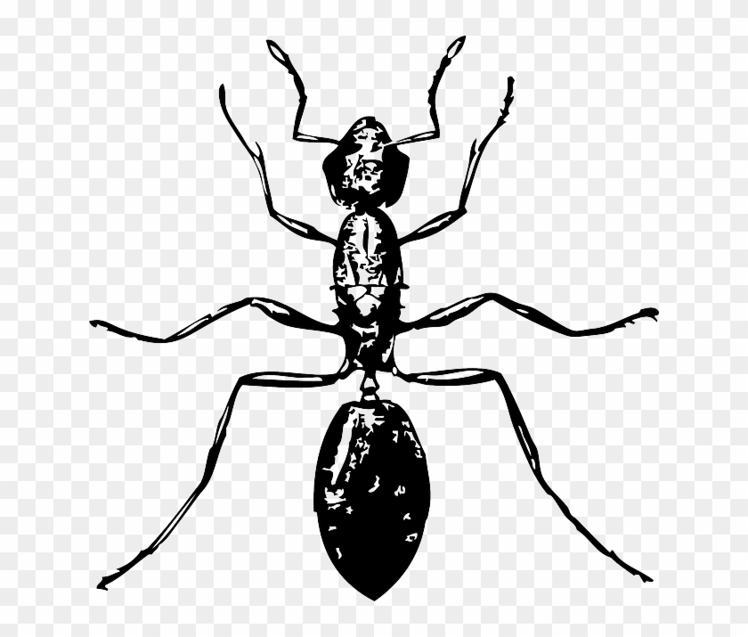 Free Pictures Ant 116 Images Found Clipart Ant Body - Bugs Black And White #86245