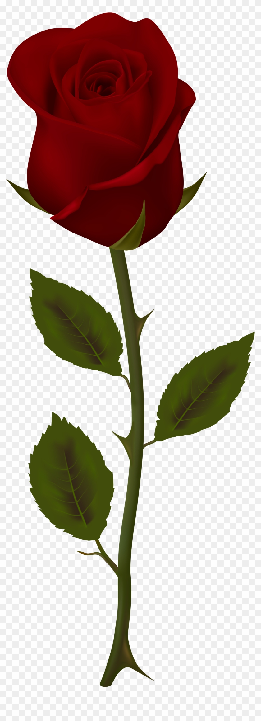 Dark Red Rose Transparent Png Clip Art - Red Rose Transparent #88036