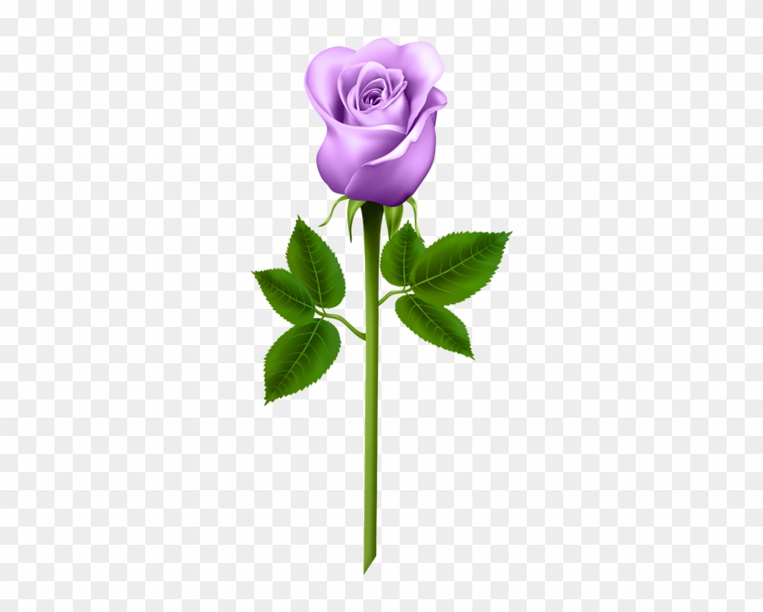 Purple Rose Transparent Png Image - Word Cards For Parts Of A Plant #88038