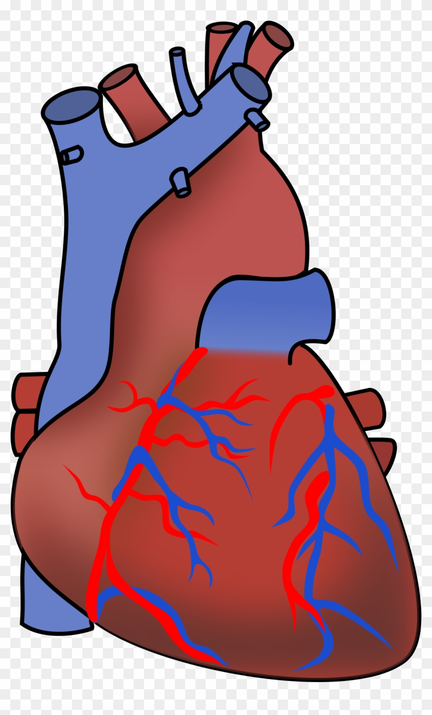 Big Image - Human Heart Clipart Transparent Background #88113
