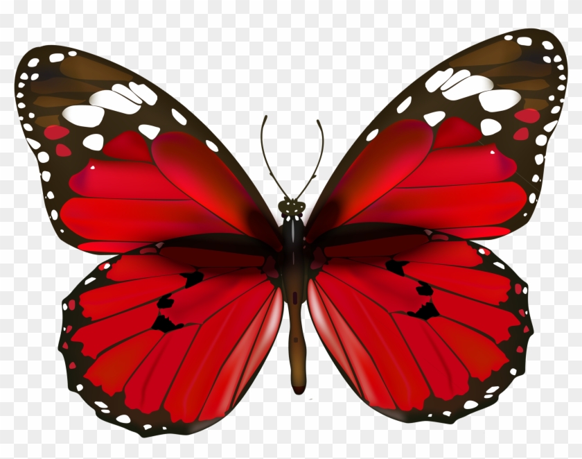 Butterfly Clipart Real - Butterfly Clipart Real #88237