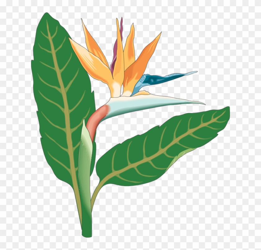 Bird Of Paradise Flower Clipart - Bird Of Paradise Flower Clip Art #88275