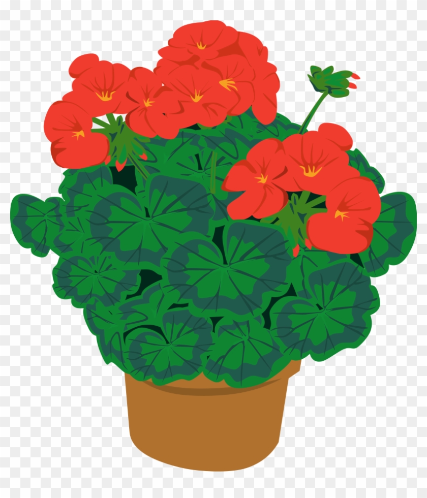 Geramium In A Pot Png Clip Arts - Geranium Clipart #90017