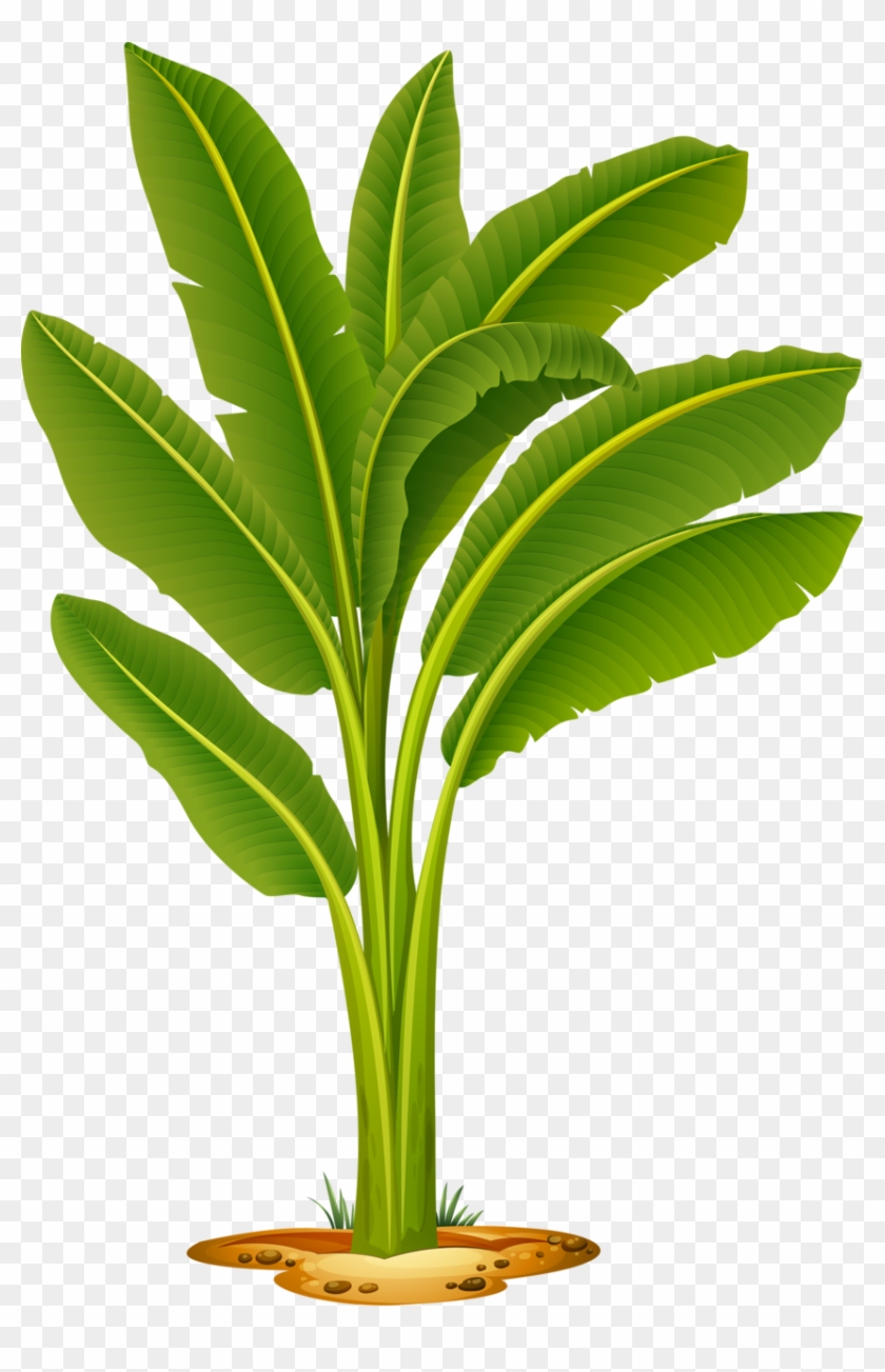 Яндекс - Фотки - Banana Tree Vector #90025