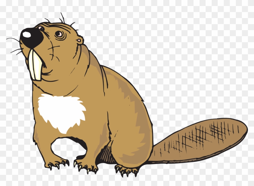 Confused Cartoon, Beaver, Art, Animal, Tail, Teeth, - Beaver Clipart Png #90130