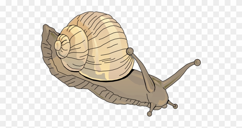 Snail Clipart Schliferaward - Clipart Snail #90174