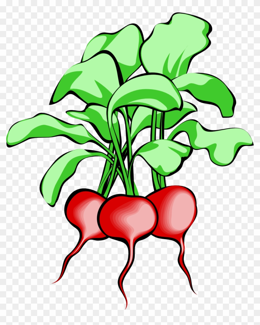 Vegetable Garden Clipart - Beets Clipart #90475