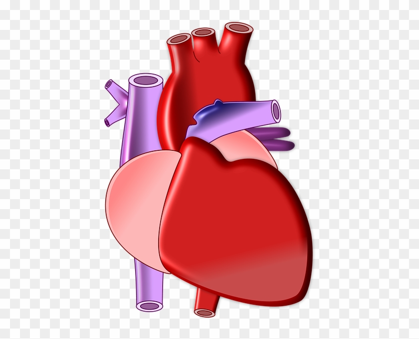 Heart Biology Organ Medical Health Body - Heart Biology Png #91412