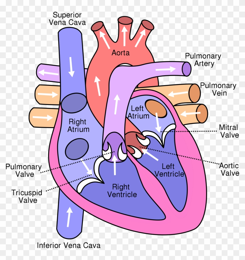 Wikipedia, The Free Encyclopedia - Heart System #91717
