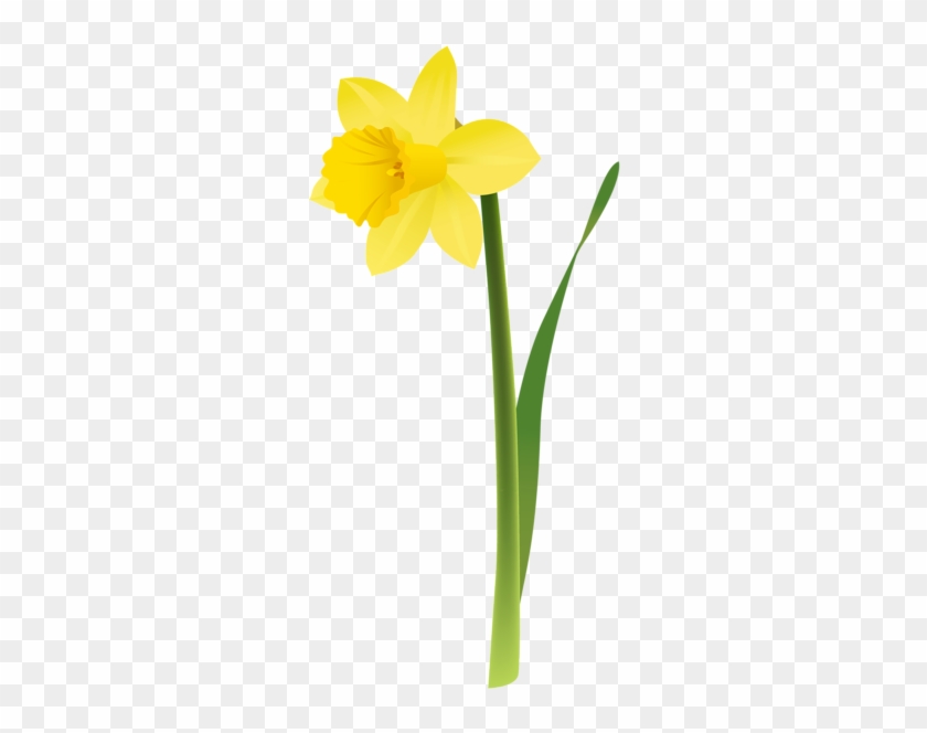 Http - //favata26 - Rssing - Com/chan-13940080/all - Clip Art Daffodil #92568