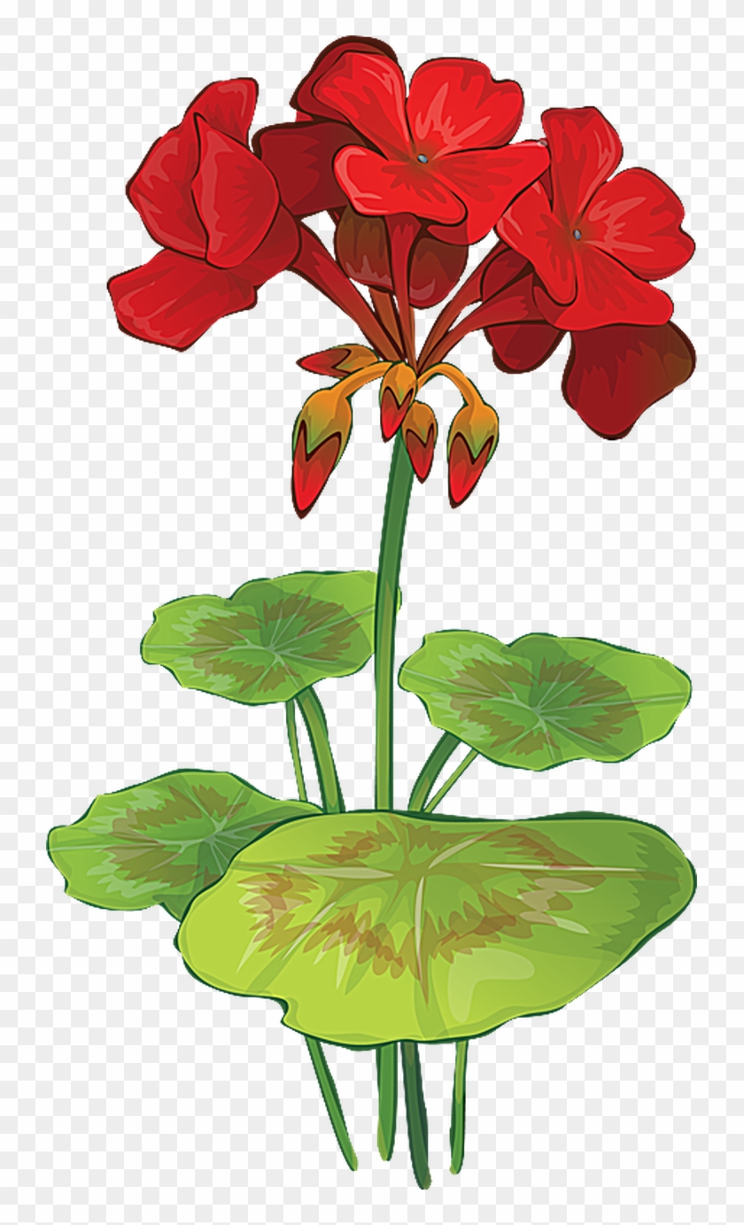 Grab This Free Summer Flower Clip Art - Geranium Flower Vector #93346