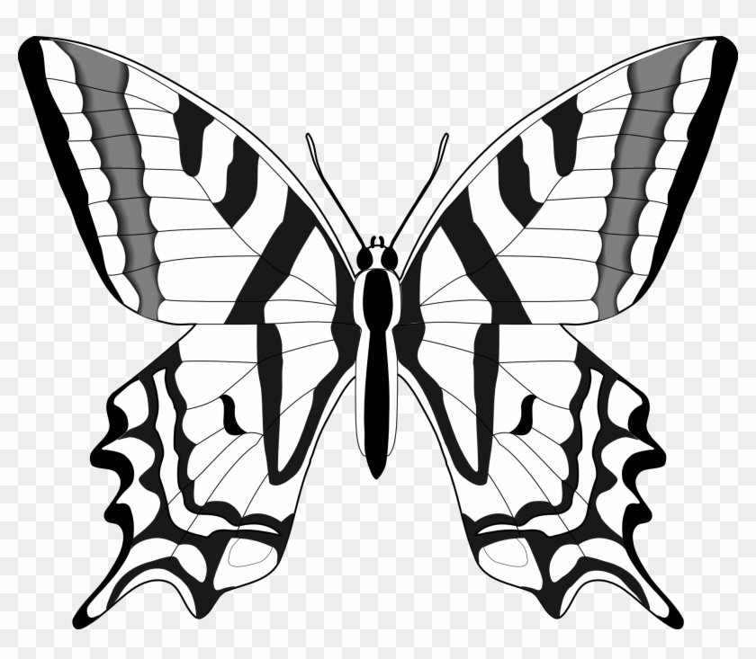 Black White Butterfly Images - Butterflies In Black And White #94050