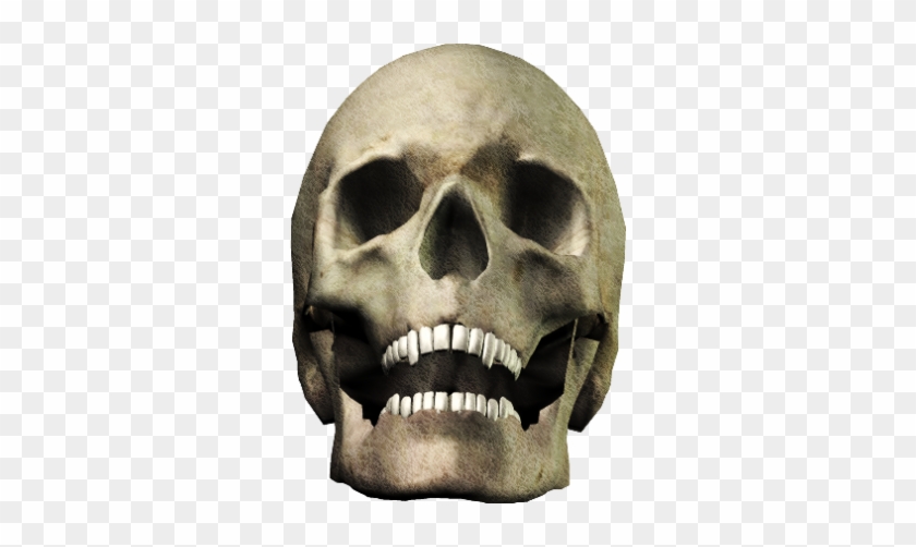Skull-041 - Skull #501530